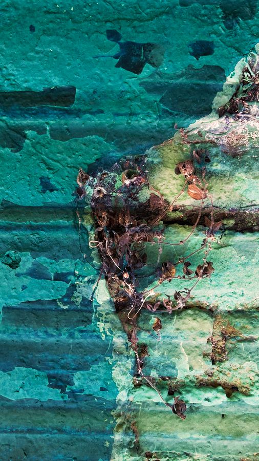 Peeling teal paint with dried vines and leaves.